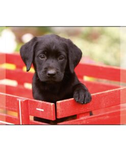 Kangaro Bureauonderlegger Zwarte Labrador Pup 38x58cm