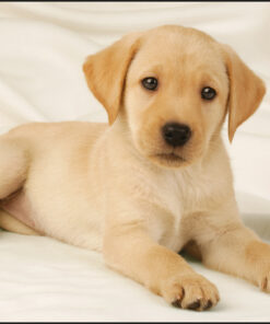 Kangaro K-0014D108 Bureauonderlegger PP 38x58cm Dessin Labrador Wit