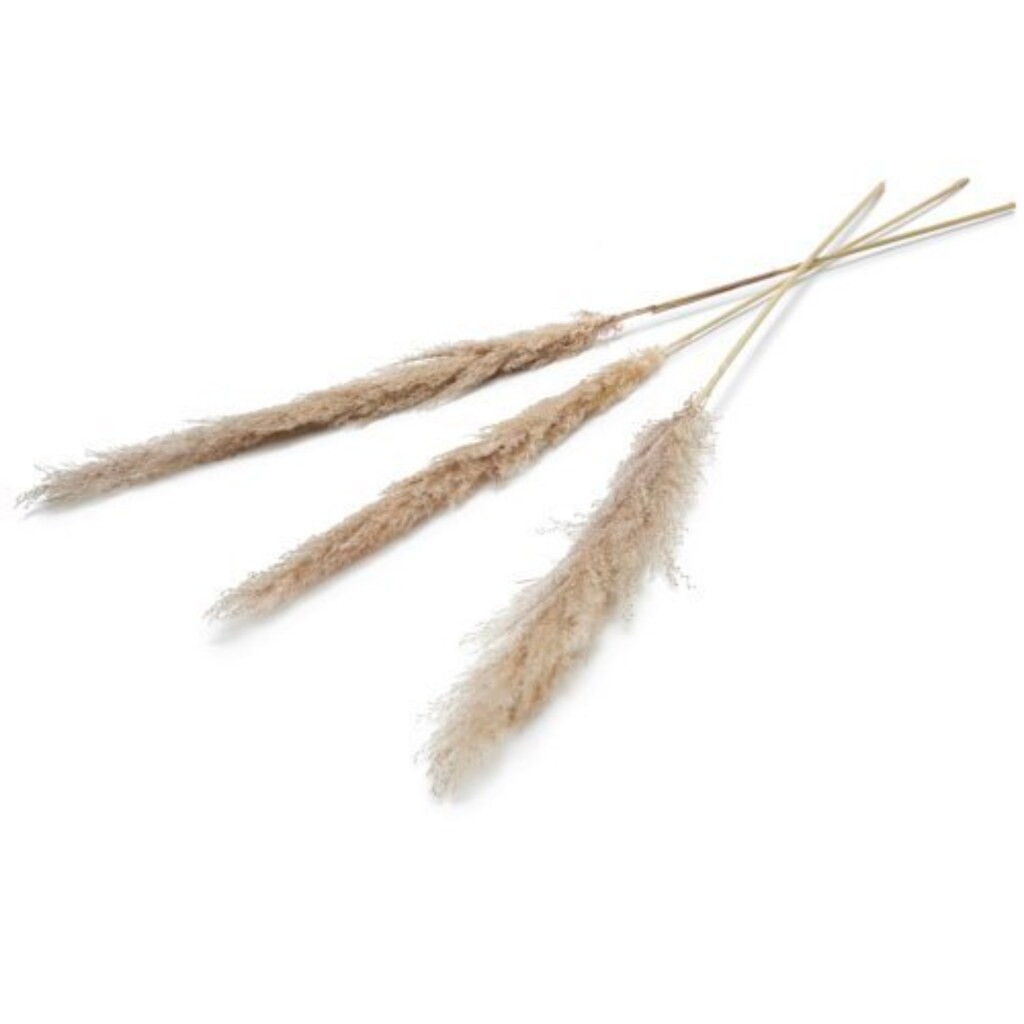 Pampas Kunstbloem 150 Cm Set Van 3 Naturel